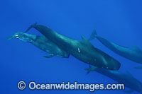 Short-finned Pilot Whale (Globicephala macrorhynchus) pod underwater. Found throughout the Indo-Pacific. Photo taken off Hawaii, USA.