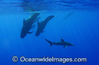 Short-finned Pilot Whale (Globicephala macrorhynchus) pod underwater with Oceanic Whitetip Shark (Carcharhinus longimanus). Found throughout the Indo-Pacific. Photo taken off Hawaii, USA.