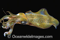 Bigfin Reef Squid (Sepioteuthis lessoniana). This Squid is often seen on coral reefs and seagrass beds. It is found throughout the tropical Indo-Pacific, from Hawaii to the Red Sea.