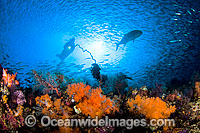 Diver observing a large Jack hunting schooling Fusiliers above a reef covered in soft corals. A typical reef scene that can be seen throughout the Indo Pacific. Photo taken off Komodo, Indonesia. (MR) Within the Coral Triangle.