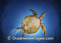 Green Sea Turtle (Chelonia mydas). Found in tropical and warm temperate seas worldwide. Listed on the IUCN Red list as Endangered species.