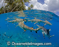 The reef and a blacktip reef shark, Carcharhinus melanopterus, are reflected onto the surface of this flat calm sea off the island of Yap, Micronesia.