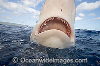 Galapagos Shark (Carcharhinus galapagensis). Found cosmopolitan in tropical and temperate seas throughout the world. In Australian waters, found at Lord Howe Island and neighbouring reefs. Photo taken at Galapagos Islands, Equador.