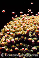 Coral spawning, showing suspended egg and sperm bundles. Great Barrier Reef, Queensland, Australia.