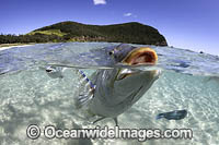 Spangled Emperor (Lethrinus nebulosus) on the surface. Ned's Beach, Lord Howe island, Australia.