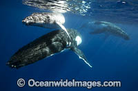 Humpback Whale (Megaptera novaeangliae), mother with calf and escort male. Found seasonally throughout the world's oceans in both tropical and polar areas. Photo taken in Tonga. Classified as Vulnerable on the 2000 IUCN Red List.