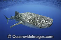 Whale Shark (Rhincodon typus). Found throughout the world in all tropical and warm-temperate seas. Photo taken off Christmas Island, Western Australia, Australia. Classified Vulnerable on the IUCN Red List.